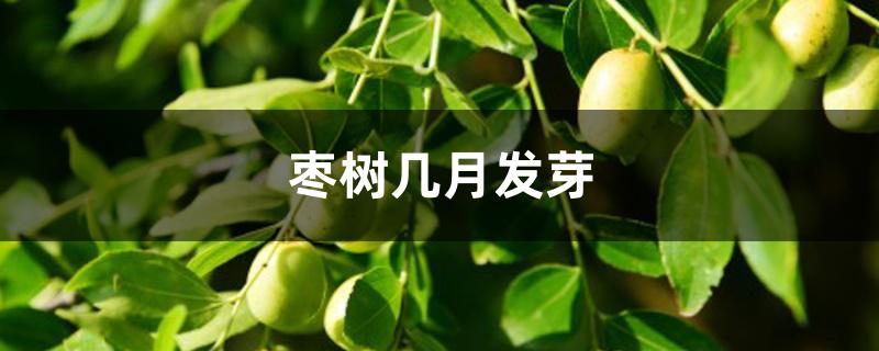 枣树几月发芽