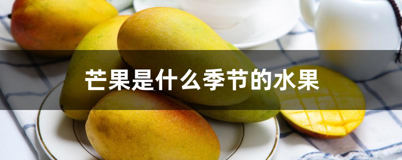 芒果是什么季节的水果