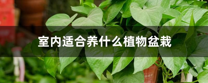 室内适合养什么植物盆栽