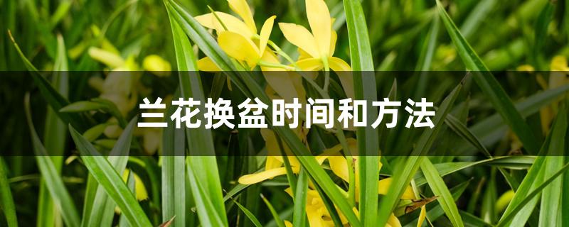 兰花换盆时间和方法