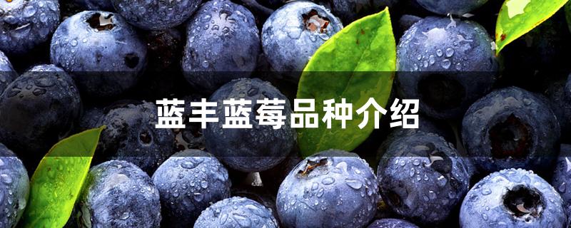 蓝丰蓝莓品种介绍