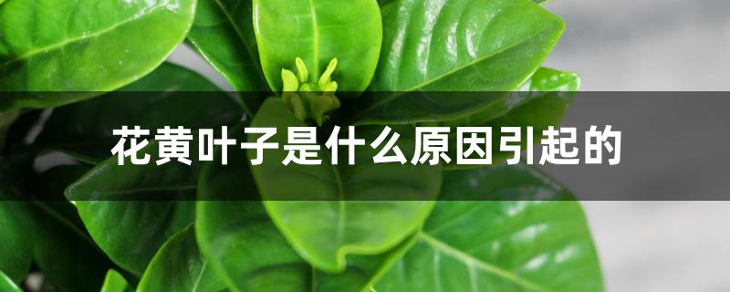 花黄叶子是什么原因引起的