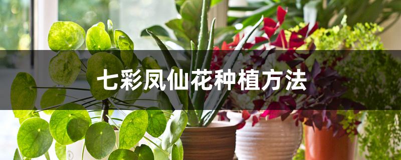 七彩凤仙花种植方法