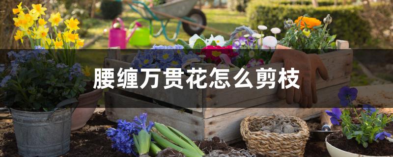 腰缠万贯花怎么剪枝