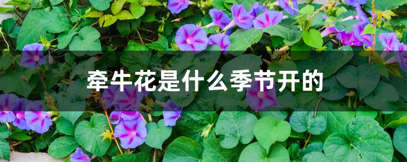 牵牛花是什么季节开的