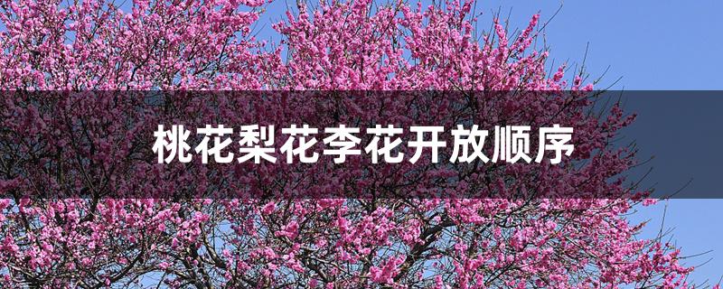 桃花梨花李花开放顺序