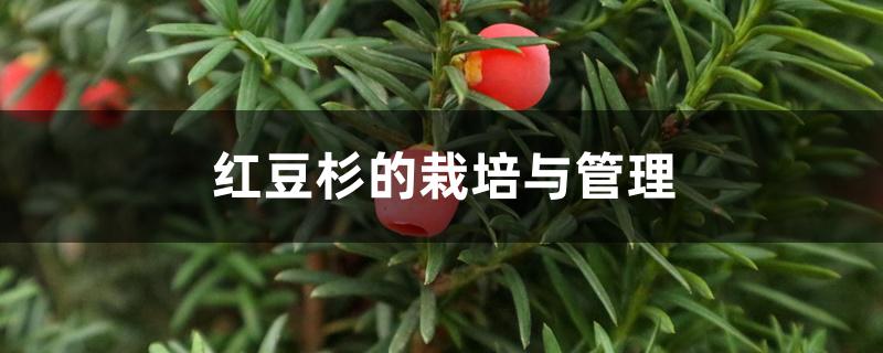 红豆杉的栽培与管理