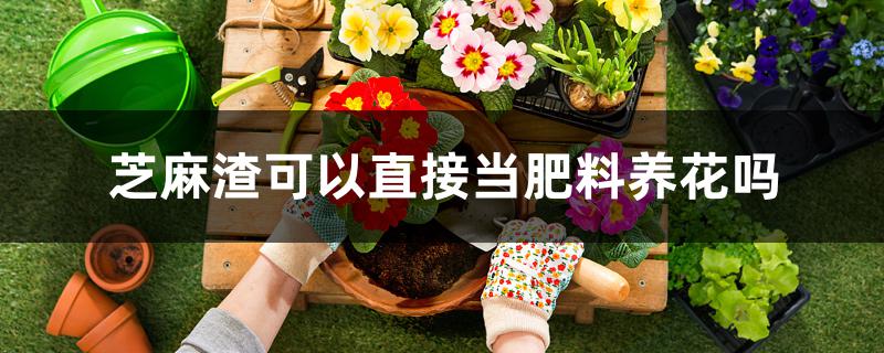 芝麻渣可以直接当肥料养花吗