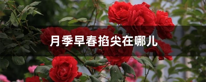 月季早春掐尖在哪儿