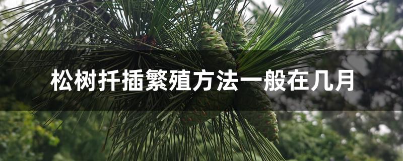 松树扦插繁殖方法一般在几月