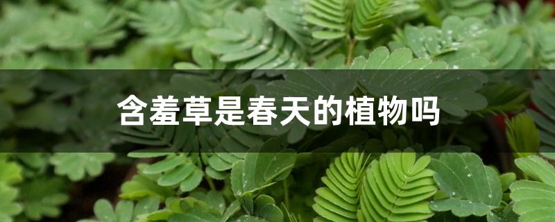 含羞草是春天的植物吗