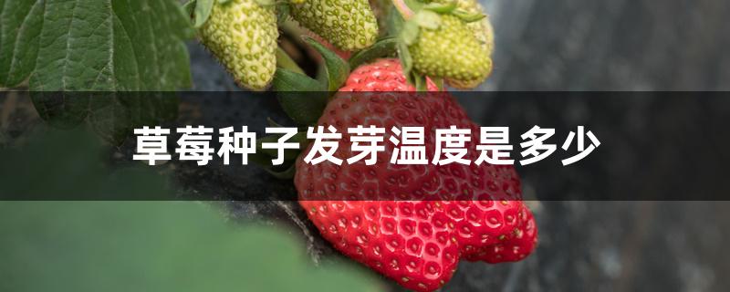 草莓种子发芽温度是多少