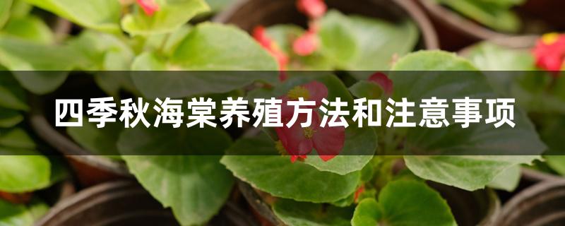 四季秋海棠养殖方法和注意事项