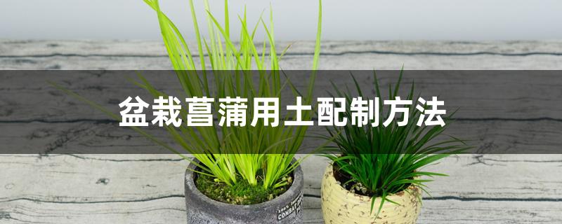 盆栽菖蒲用土配制方法