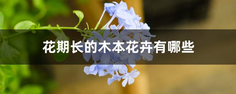 花期长的木本花卉有哪些