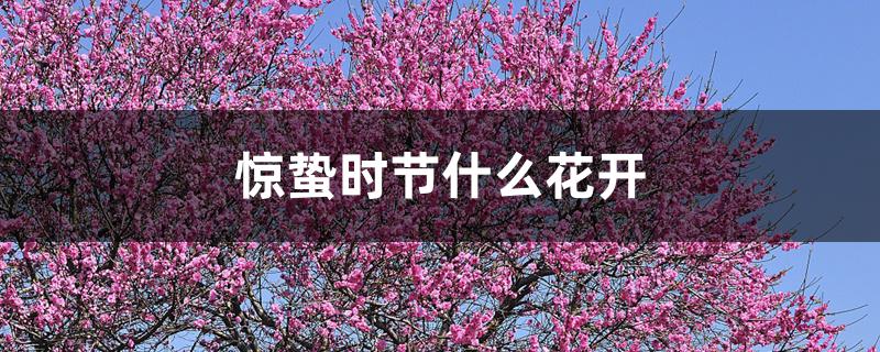 惊蛰时节什么花开