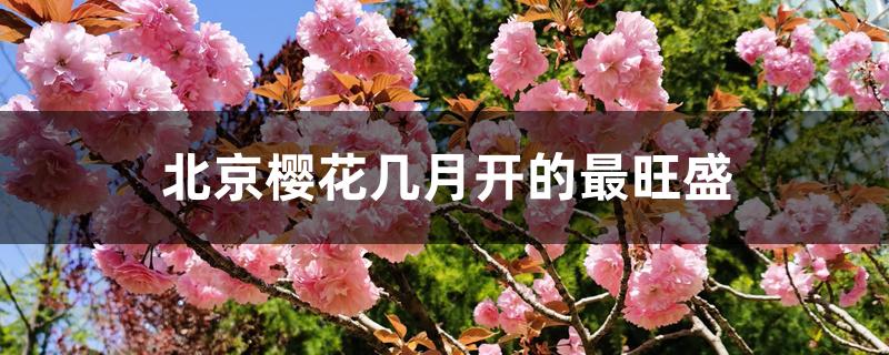 北京樱花几月开的最旺盛