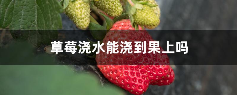 草莓浇水能浇到果上吗