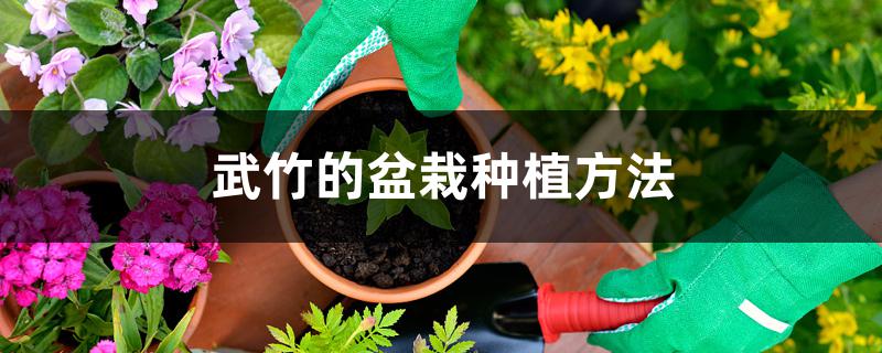 武竹的盆栽种植方法