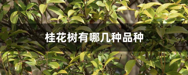 桂花树有哪几种品种