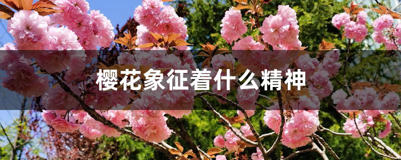 樱花象征着什么精神