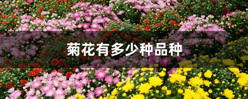 菊花有多少种品种