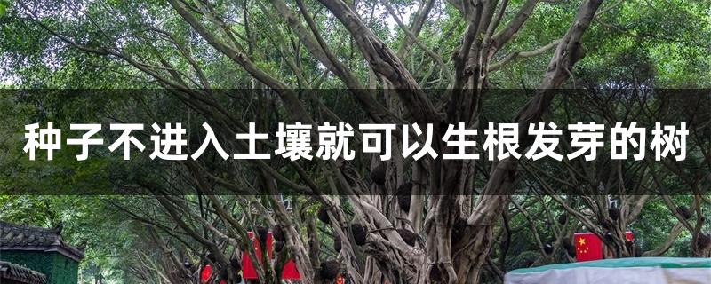 种子不进入土壤就可以生根发芽的树