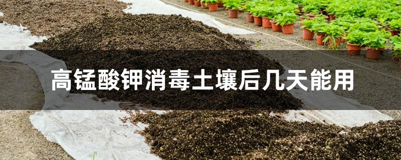 高锰酸钾消毒土壤后几天能用