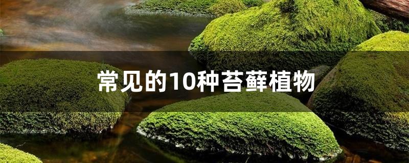 常见的10种苔藓植物