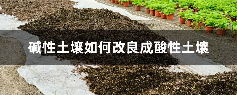 碱性土壤如何改良成酸性土壤