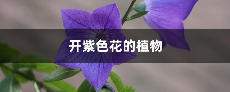 开紫色花的植物