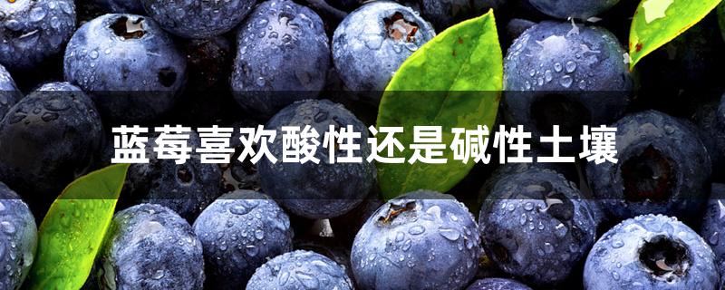 蓝莓喜欢酸性还是碱性土壤