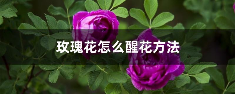 玫瑰花怎么醒花方法