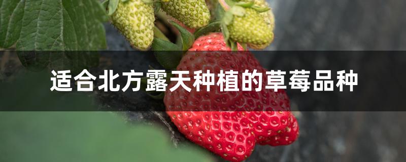 适合北方露天种植的草莓品种