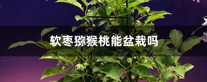 软枣猕猴桃能盆栽吗
