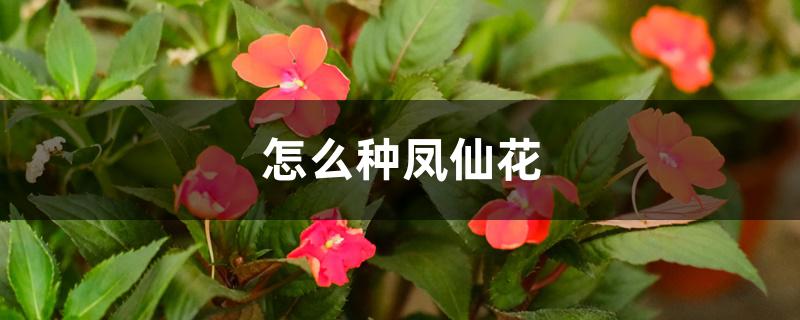 怎么种凤仙花