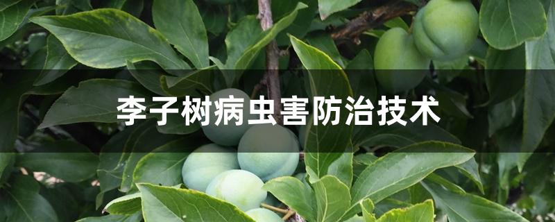 李子树病虫害防治技术