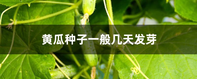 黄瓜种子一般几天发芽
