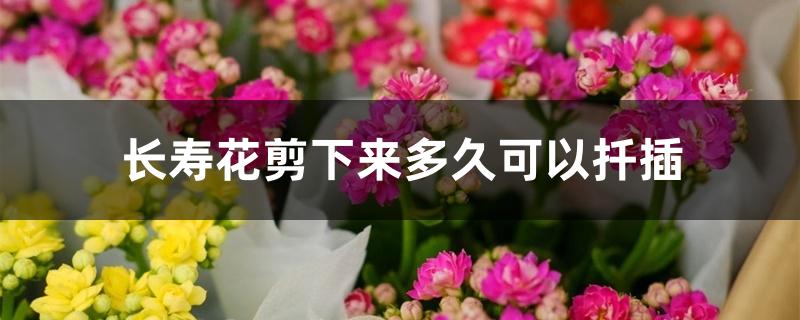 长寿花剪下来多久可以扦插