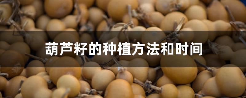 葫芦籽的种植方法和时间