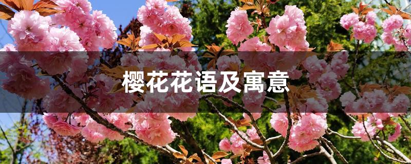樱花花语及寓意