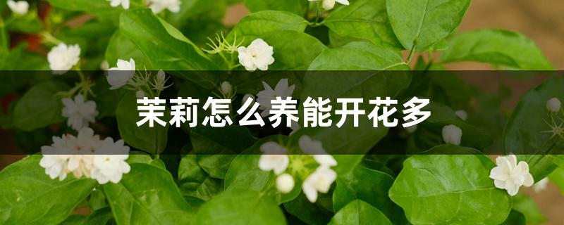 茉莉怎么养能开花多