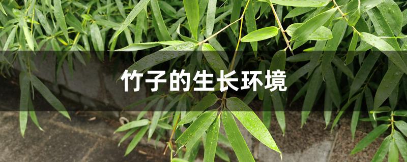 竹子的生长环境