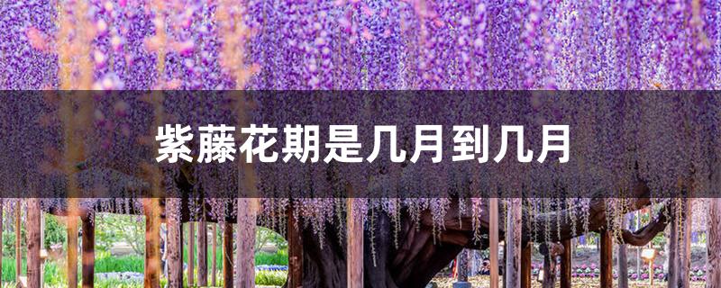 紫藤花期是几月到几月