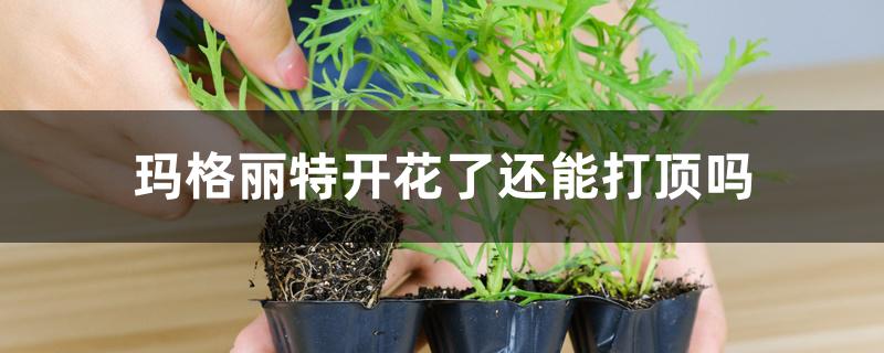 玛格丽特开花了还能打顶吗