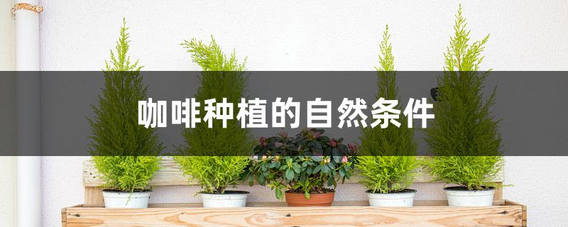 咖啡种植的自然条件