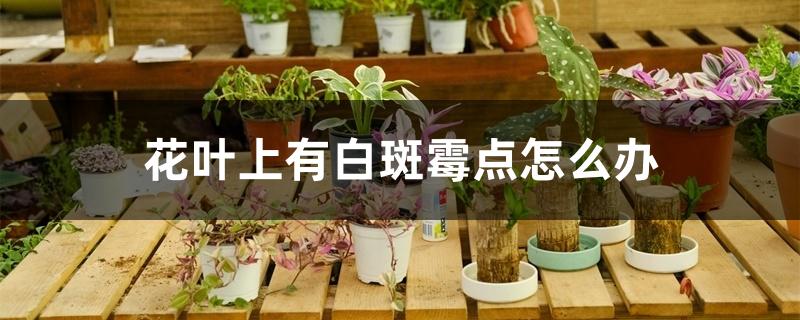 花叶上有白斑霉点怎么办