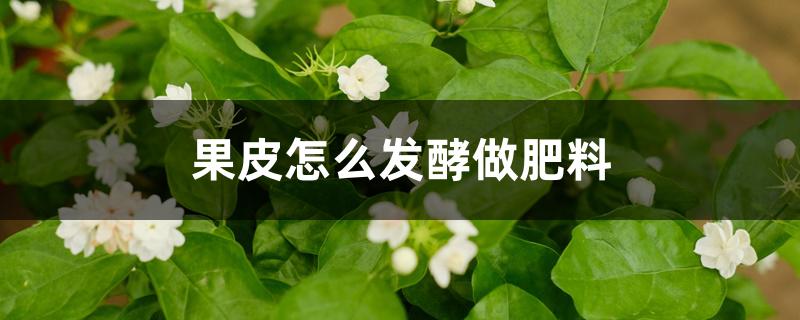 果皮怎么发酵做肥料