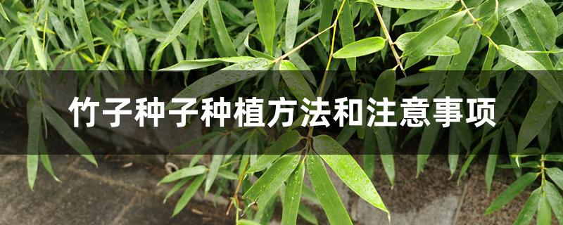 竹子种子种植方法和注意事项