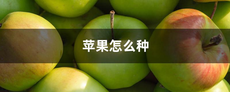 苹果怎么种